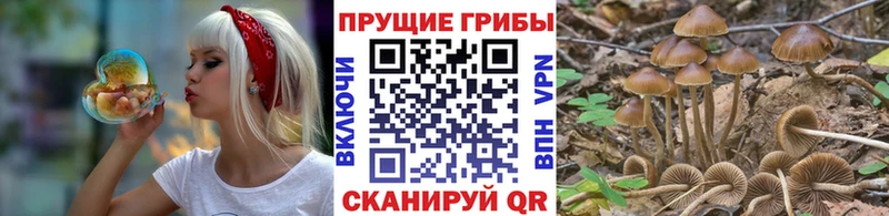 закладка  Староминская  Галлюциногенные грибы MAGIC MUSHROOMS 